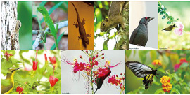 熱帯の生物たちとその多様性を満喫した国際フィールド実習