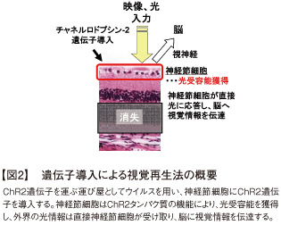 【図2】遺伝子導入による視覚再生法の概要