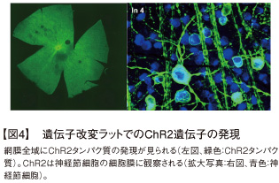 【図4】遺伝子改変ラットでのChR2遺伝子の発現