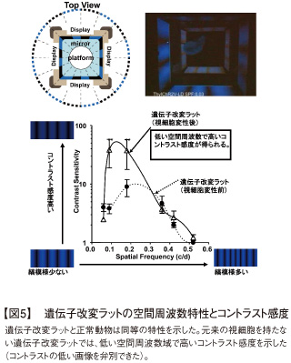 【図5】遺伝子改変ラットの空間周波数特性とコントラスト感度